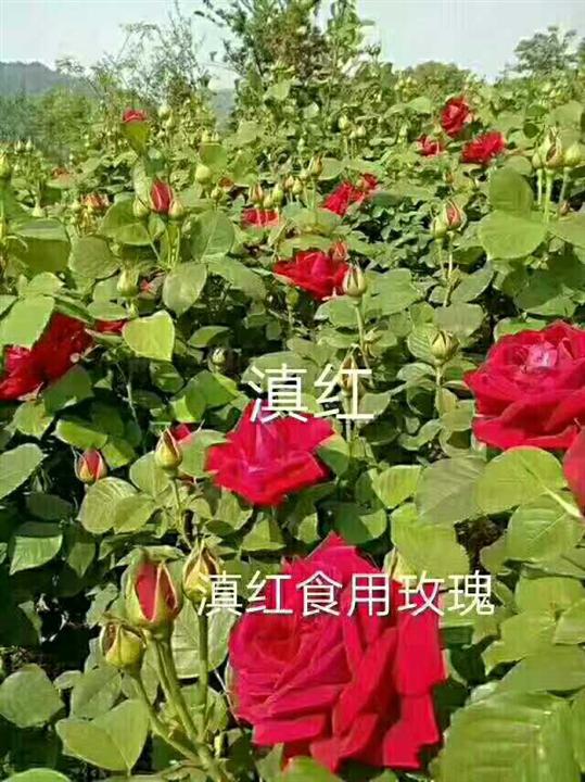 滇红食用玫瑰苗