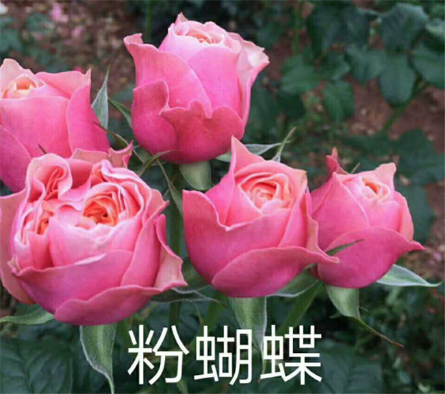 粉蝴蝶玫瑰苗