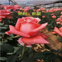 昆明玫瑰花苗