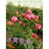 迷雾泡泡玫瑰苗