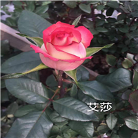 玫瑰老桩苗