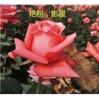 玫瑰苗-艳粉玫瑰苗 