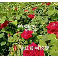 滇红食用玫瑰苗|昆明玫瑰苗 