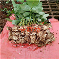 昆明玫瑰苗价格