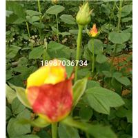 玫瑰花苗|云南玫瑰花苗 