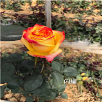 云南玫瑰花价格