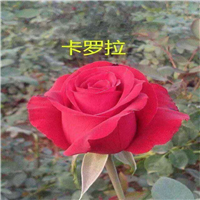 玫瑰苗价格a云南月季苗