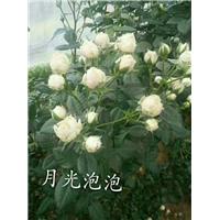 月光泡泡玫瑰苗