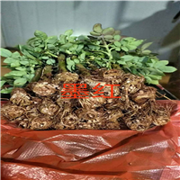 昆明玫瑰花苗基地