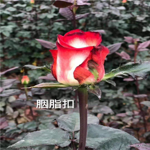 云南食用玫瑰苗a玫瑰小苗