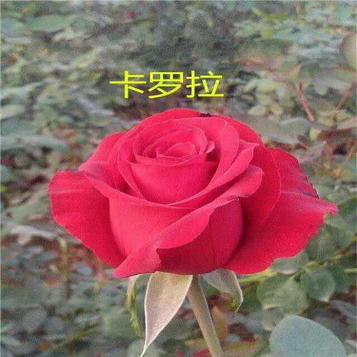 玫瑰苗价格a云南月季苗