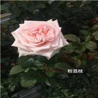 云南玫瑰种苗批发