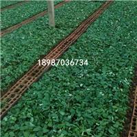 玫瑰小苗批发种植基地 