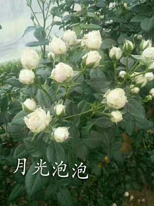 月光泡泡玫瑰苗