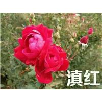 玫瑰苗—滇红食用玫瑰苗 