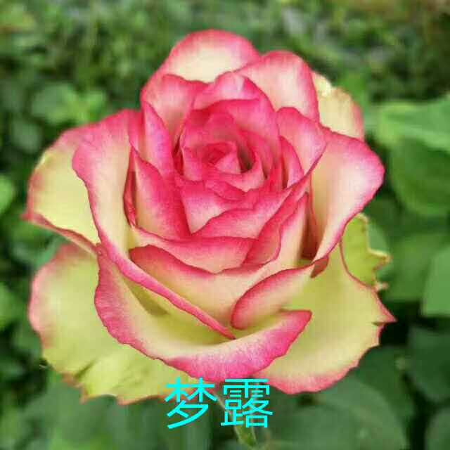 梦露玫瑰苗