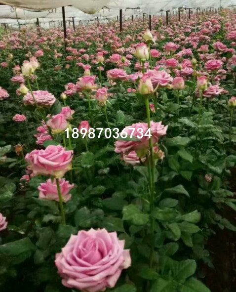 冷美人玫瑰苗|紫色玫瑰苗 