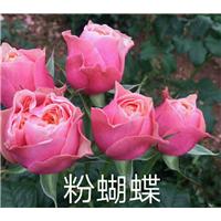 粉蝴蝶玫瑰苗