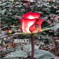 云南食用玫瑰苗a玫瑰小苗