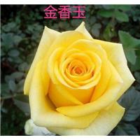 玫瑰苗--金香玉玫瑰苗 