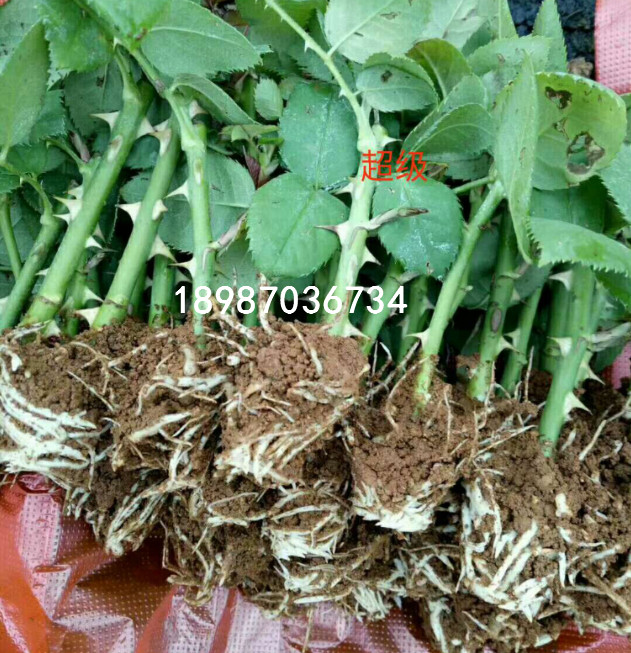 新一批玫瑰种苗批发出售中 