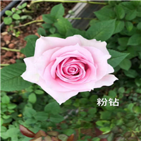 云南月季苗