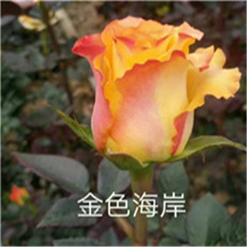 云南玫瑰基地