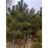 河北油松种植基地