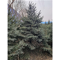 河北云杉种植基地