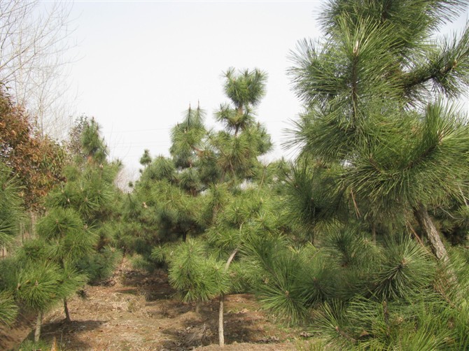 河北苗木基地河北种植绿化苗木技术 