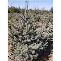 河北云杉种植基地