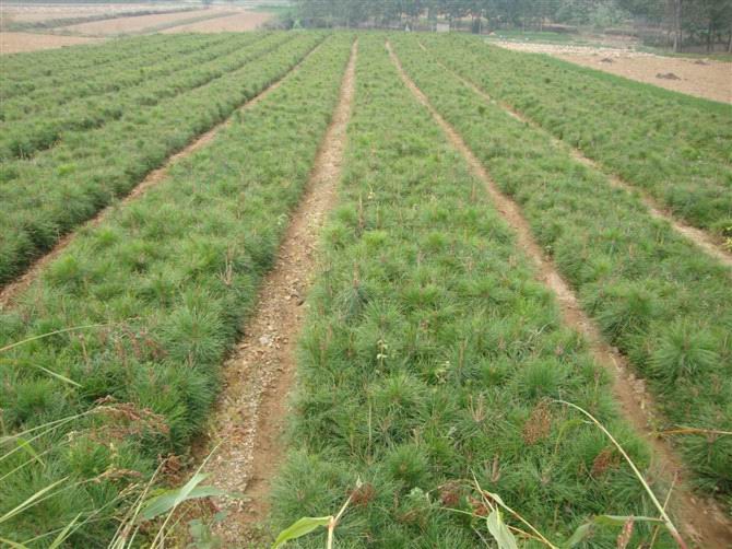 河北苗木基地河北专业种植苗木基地 