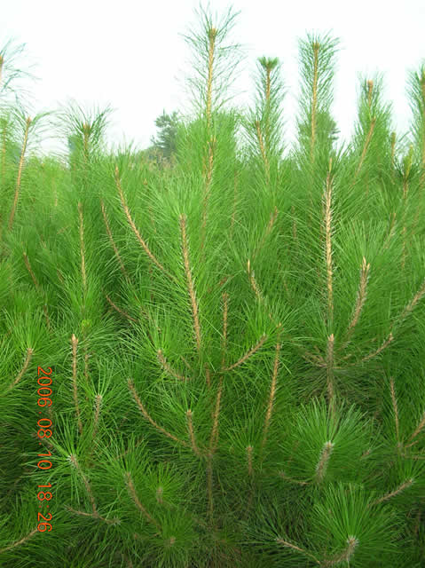 河北苗木基地河北种植绿化苗木中心 