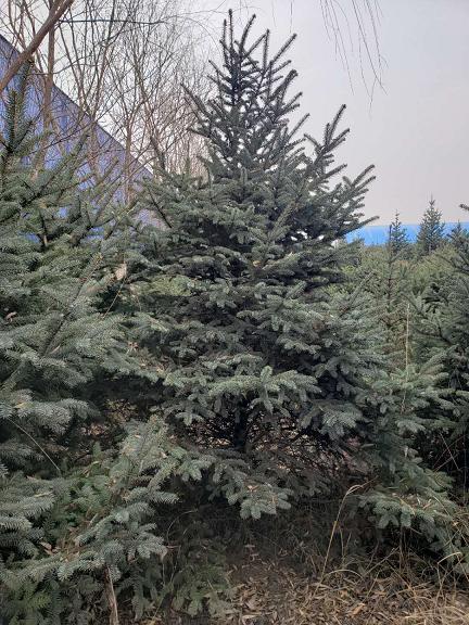 河北云杉种植基地
