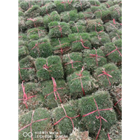南宁专业草皮基地~南宁哪有草皮出售
