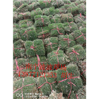 广西防城港优质马尼拉草皮｜防城港优质马尼拉草皮基地 