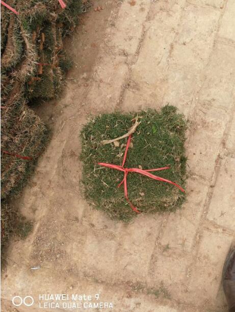 广西草坪基地~广西马尼拉草皮批发