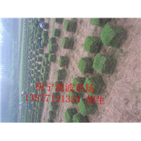 崇左大型草皮基地｜崇左马尼拉草皮供应批发 