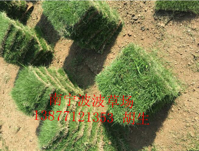 百色优质马尼拉草｜百色马尼拉草皮批发 