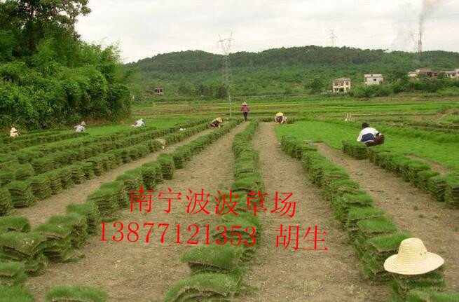 梧州市哪里有卖马尼拉草皮@梧州市马尼拉草皮多少钱一平 