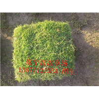 广西马尼拉草皮基地｜广西草皮基地 