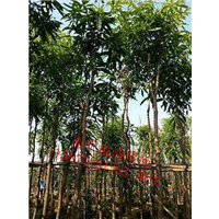 广西扁桃苗｜广西扁桃苗基地 