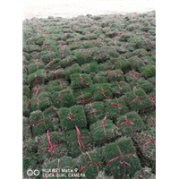 南宁马尼拉草皮低价出售
