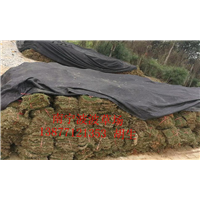 广西贺州马尼拉草皮批发｜贺州马尼拉草皮价格 