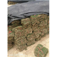 广西马尼拉草皮专业种植基地_