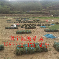 广西河池大量出售供应马尼拉草皮 