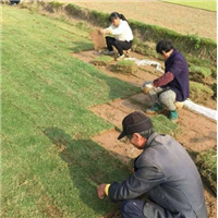 南宁马尼拉草皮/南宁草坪专用草种植户