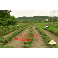 梧州市哪里有卖马尼拉草皮@梧州市马尼拉草皮多少钱一平 