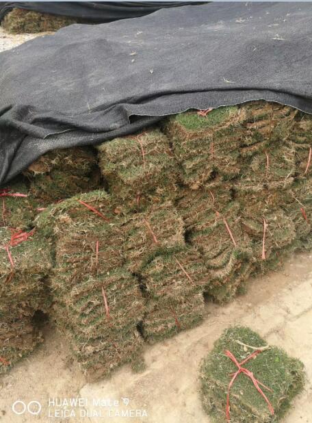 广西马尼拉草皮专业种植基地_