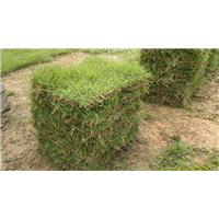 南宁种植马尼拉草皮┆南宁马尼拉草皮批发
